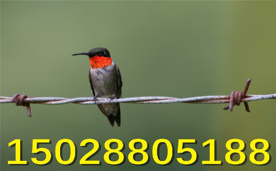 不銹鋼刀片刺繩價(jià)格 不銹鋼刀片刺繩價(jià)格