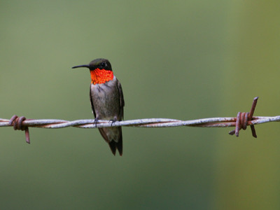 不銹鋼刺繩 不銹鋼刺繩